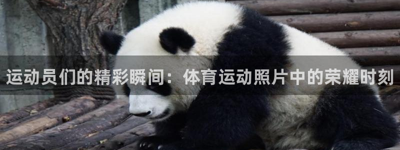 JJB竞技宝官网下载招商电话号码是多少啊：运动员们的